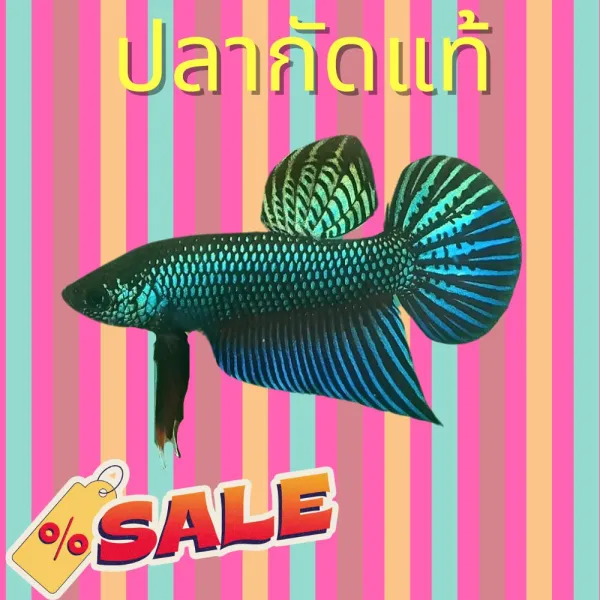ปลากัดอีสานเลือดผสม เชื้อ25 เหมาะสำหรับนำไปกัด มีประกันการจัดส่ง ไปรษณี แบบด่วน EMS ทั่วไทย